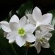 Nagyvirágú amazonliliom- Örömke - Eucharis