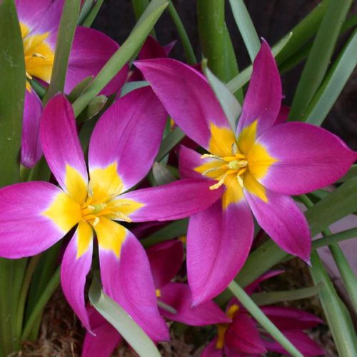 Botanikai tulipán - Eastern Star