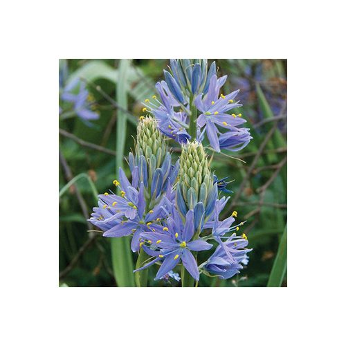 Camassia - Prérigyertya 