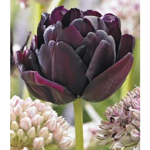 Dupla fekete tulipán - Black Hero