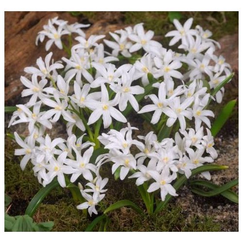 Fehér hófény - Chionodoxa Alba