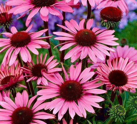 Bíbor kasvirág Echinacea Purprea - rózsaszín