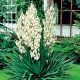 Kerti jukka - Pálmaliliom - Yucca filamentosa