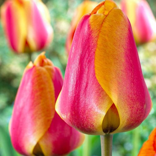 Késői tulipán - Apeldoorn's Elite