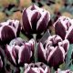 Késői tulipán - Jackpot