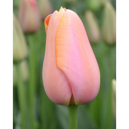 Késői tulipán - Menton