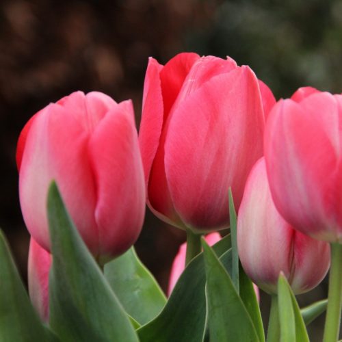 Késői tulipán - Van Eijk - EXTRA NAGY HAGYMA