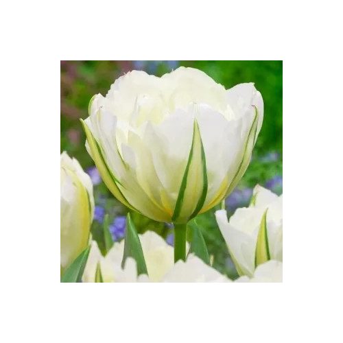 Korai tulipán - Exotic Emperor
