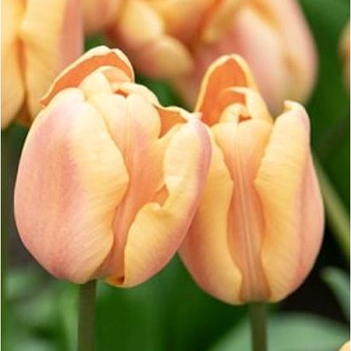 Korai tulipán - Apricot Foxx