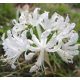 Csillogó pirosliliom fehér - Nerine bowdeni alba