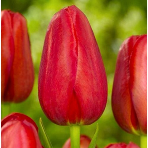 Óriás tulipán - Sky High Scarlet