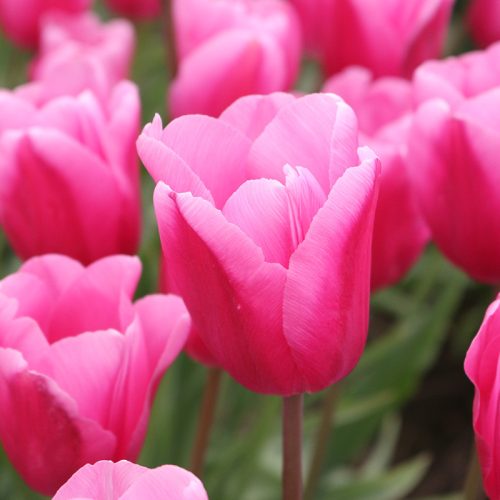 Óriás tulipán - Jumbo Pink