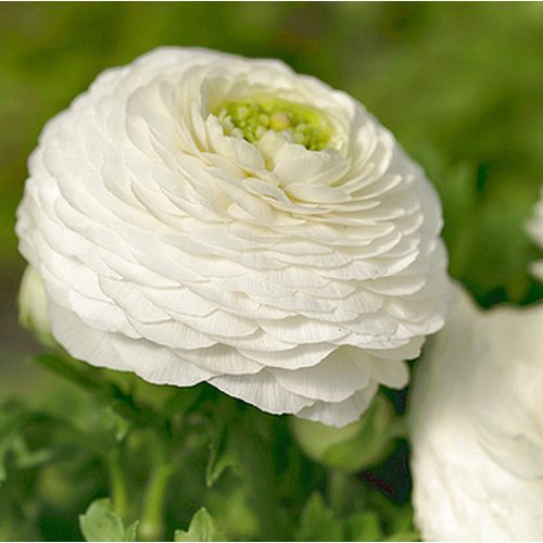 Ázsiai boglárka - fehér (Ranunculus asiaticus)