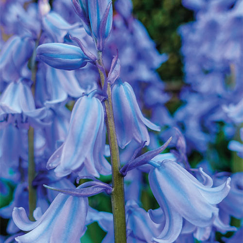 Spanyol kékcsengő - Hyacinthoides hispanica