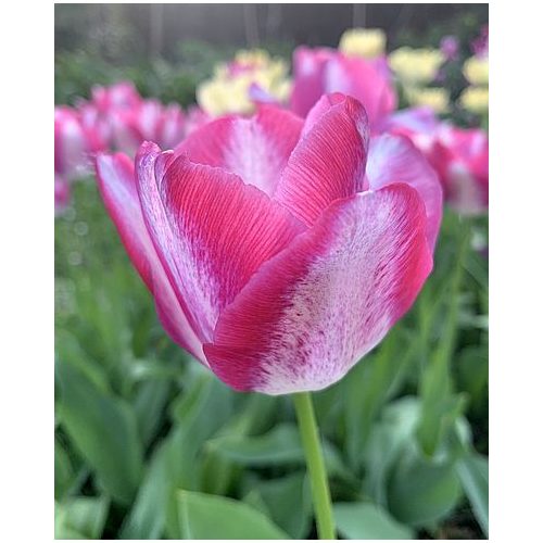Boston tulipán, két színű, sárga-bordó szélű 