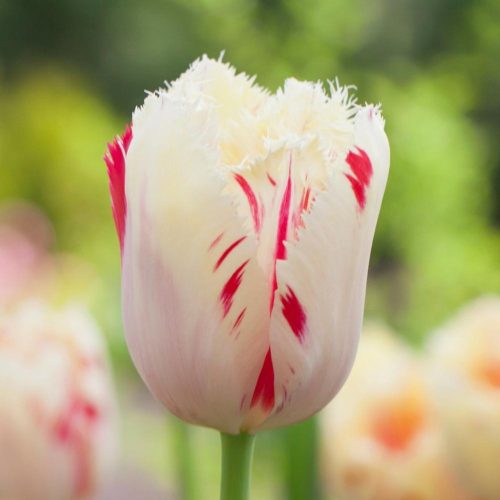 Késői tulipán - Carrousel