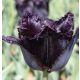 Rojtos fekete tulipán 