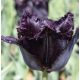 Rojtos fekete tulipán - Black Fringe