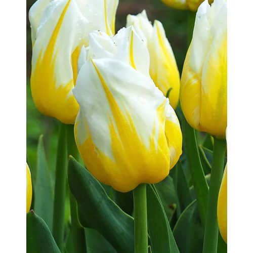 Szimpla tulipán - Flaming Coquette