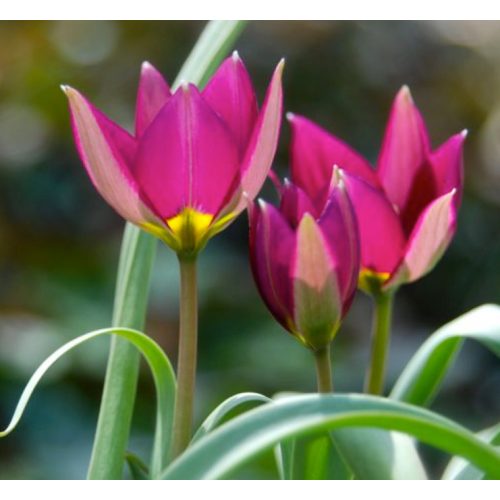 Törpe botanikai tulipán - Persian Pearl