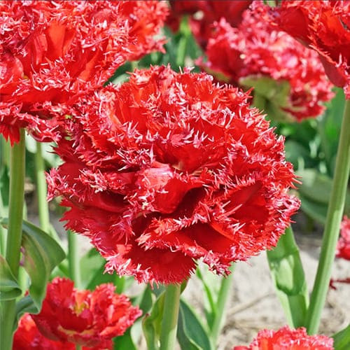 Rojtos szirmú dupla tulipán - Qatar, piros színű telt tulipán