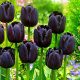 Fekete tulipán Queen of Night - XXL hagyma