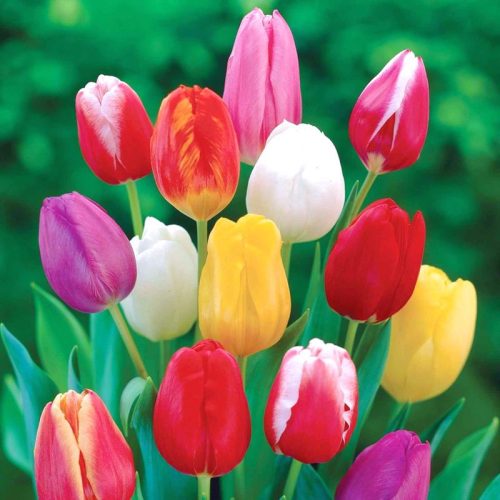 Szimpla tulipán színkeverék 