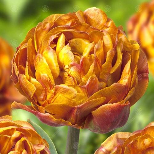 Bazsarózsa virágú tulipán - Garden Flevor